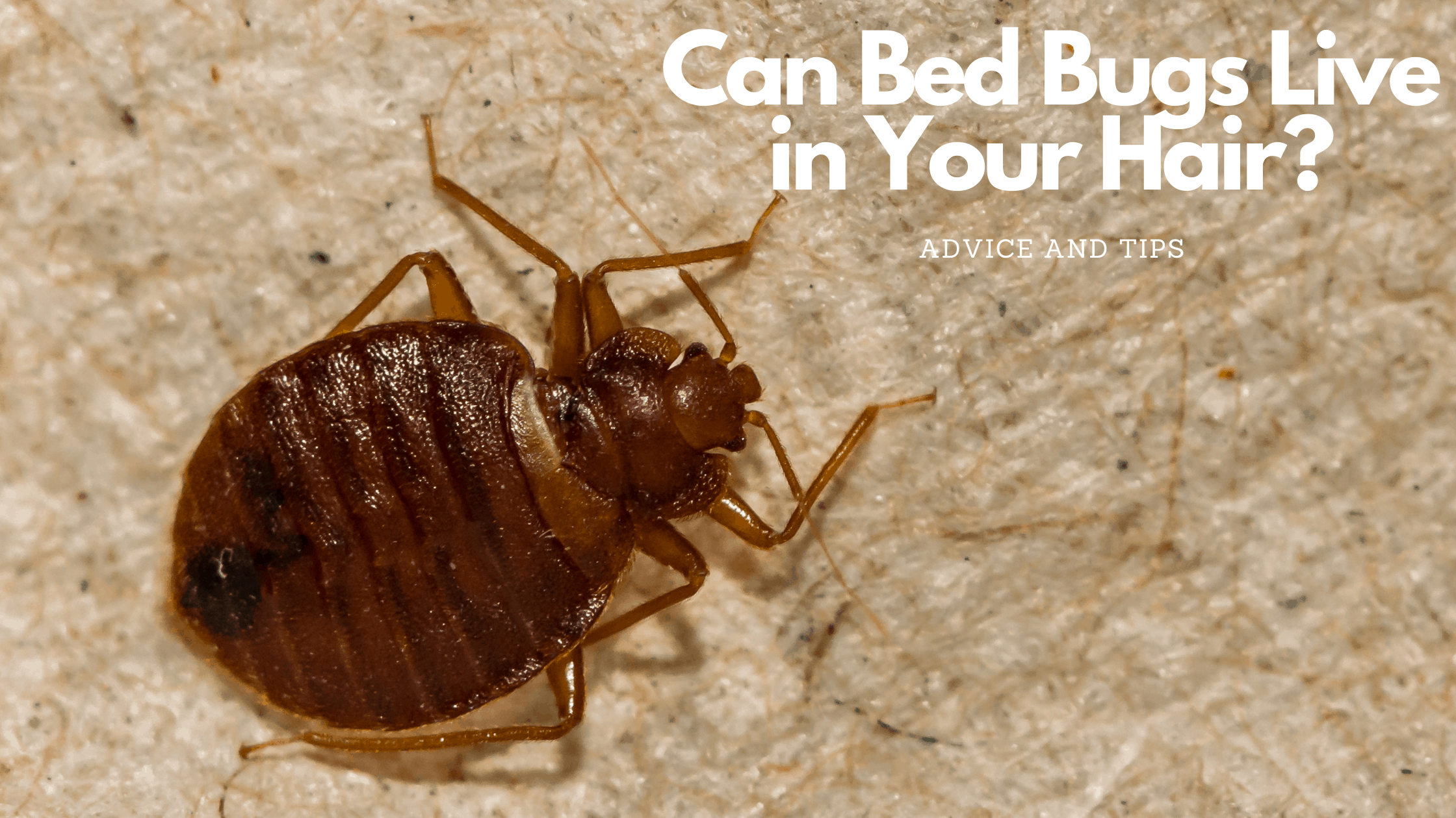 Can Bed Bugs Live in Your Hair?